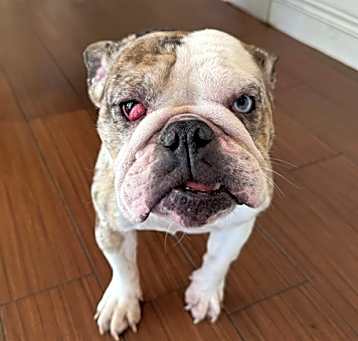 Photo of STRAY NOT AVAILABLE