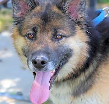 Photo of Bert