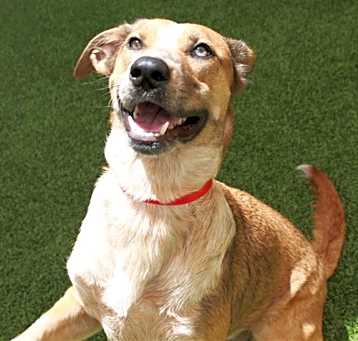 Photo of NALLA
