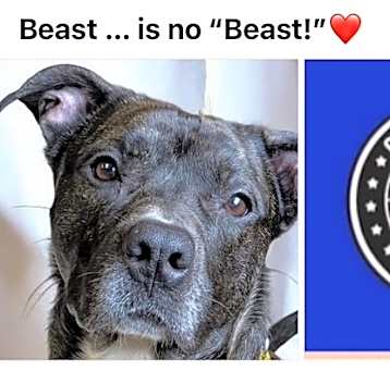 Photo of BEAST