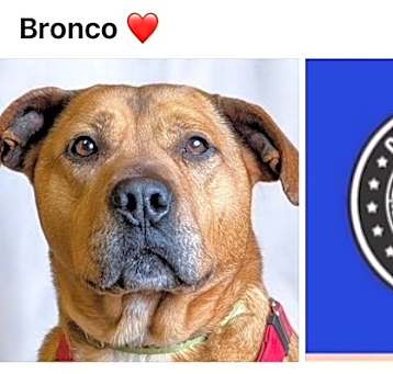 Photo of BRONCO