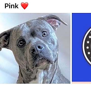 Photo of PINK