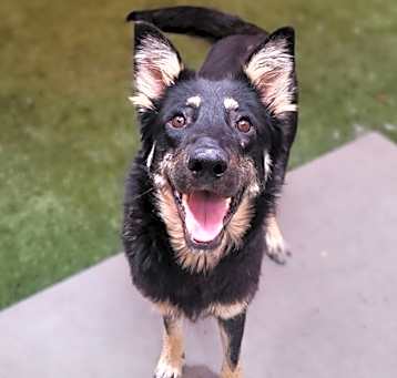 Photo of Shadow