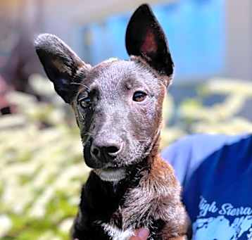 Photo of Bentley