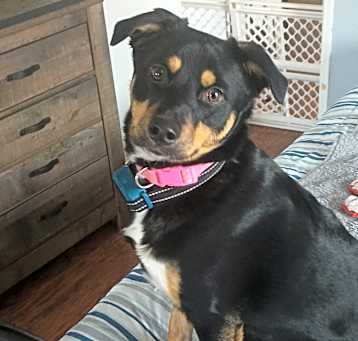 Photo of Charlotte (also answers to Charlie)