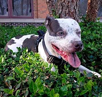 Photo of Lewie