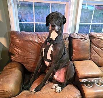 Photo of Apollo