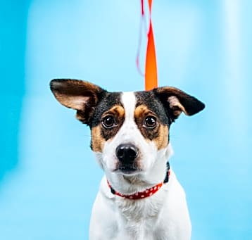 Photo of Dottie