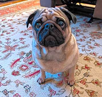 Photo of Polly