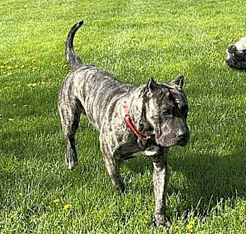 Photo of Akira