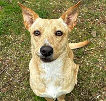 Photo of Sassafras