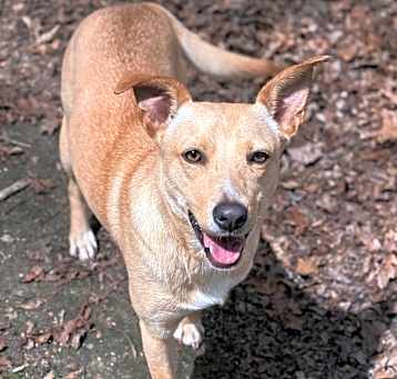 Photo of Sassafras