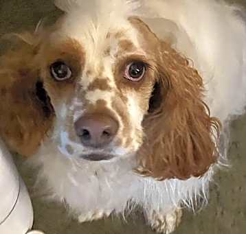 Photo of Ollie