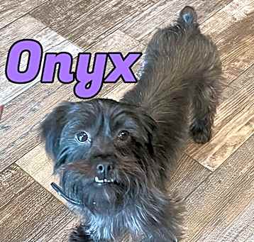 Photo of Onyx in Texarkana TX