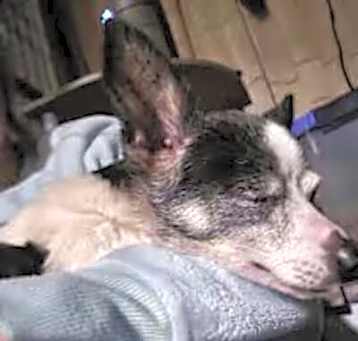 Photo of Dodge