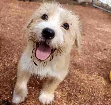 Photo of Shaggy Poo