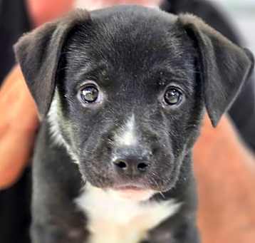 Photo of Cupcake