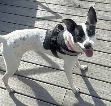 Photo of Dolly