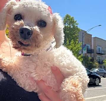 Photo of Lambie