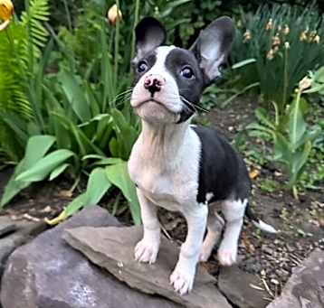 Photo of Oreo BW Society
