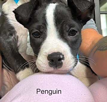 Photo of Penguin BW Society