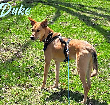 Photo of Duke