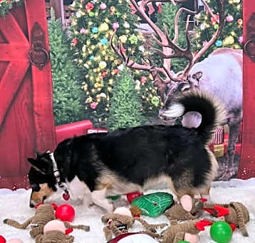 Photo of Luna