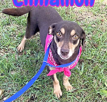 Photo of Cinnamon in Texarkana TX