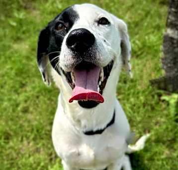 Photo of Nala