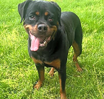 Photo of Kona