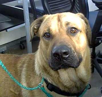 Photo of MARMADUKE