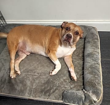 Photo of Chico