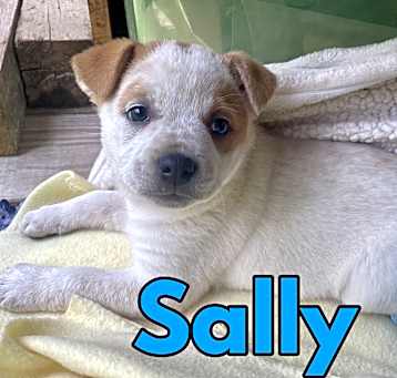 Photo of Sally in Texarkana TX