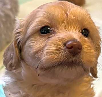 Photo of Fritz