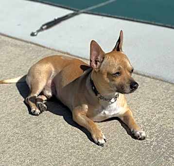 Photo of Stitch
