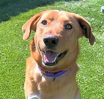 Photo of Cooper