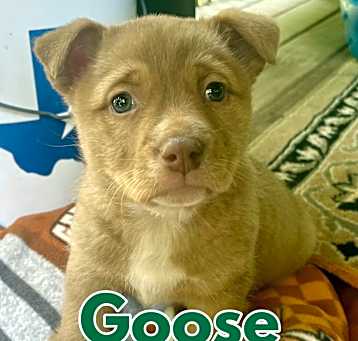 Photo of Goose in Texarkana TX