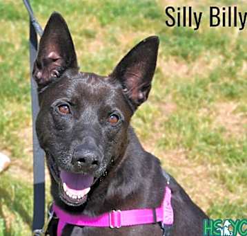 Photo of Silly Billy