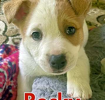 Photo of Rocky in Texarkana TX