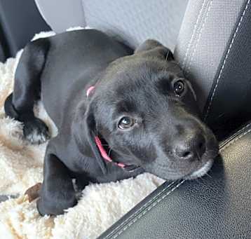 Photo of Nova