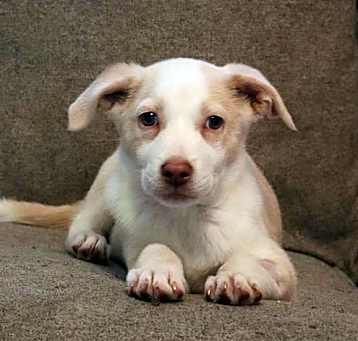 Photo of Cream Puff