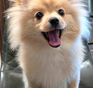 Photo of Dexter