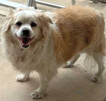 Photo of Bandit