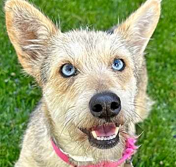 Photo of Roselle