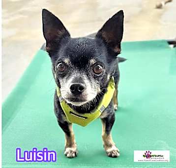 Photo of Luisin