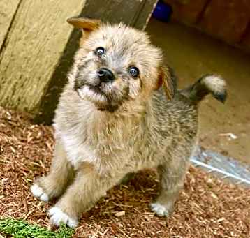Photo of Thistle