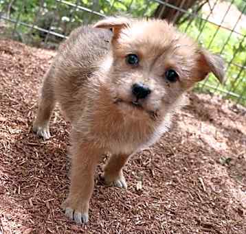 Photo of Maple