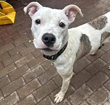 Photo of Ruby