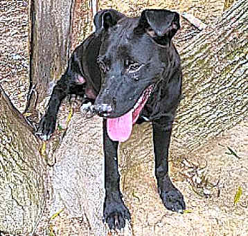Photo of Harvey