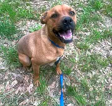 Photo of Baxter